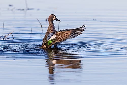 Blue-winged teal male bathing in wetland, Marion County, Illinois. Art Print